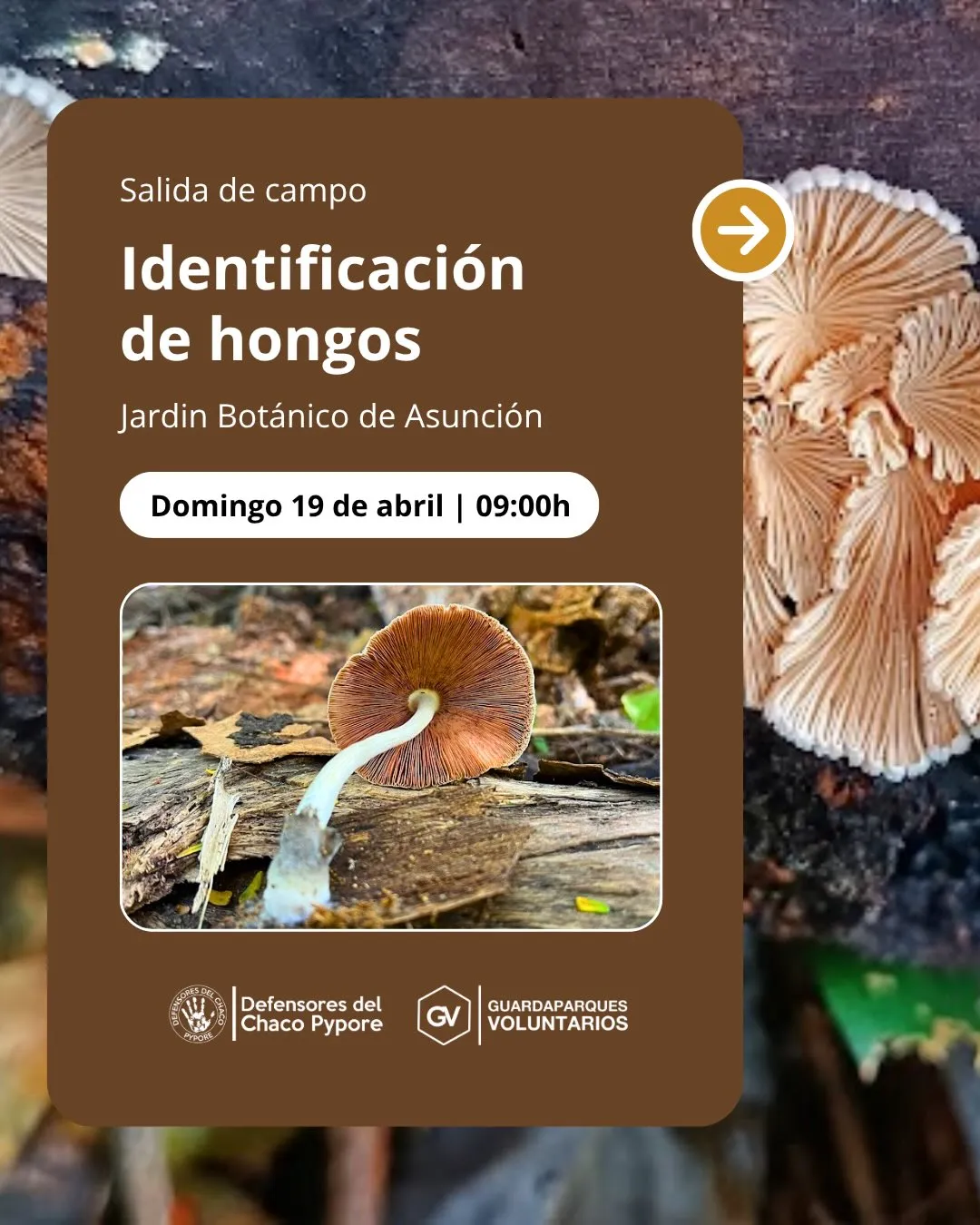 Fondo Salida de Identificación de Hongos!
