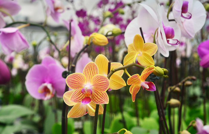 Portada Expo Orquídeas de Pirapó