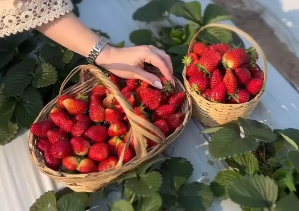 FRUTI KID