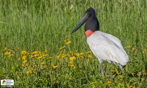 PANTANAL