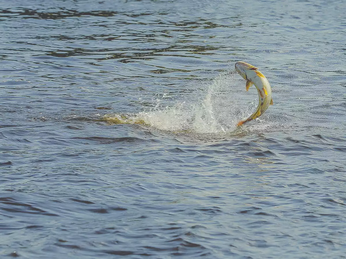 Portada Safari Aventuras de Pesca en el Paraguay
