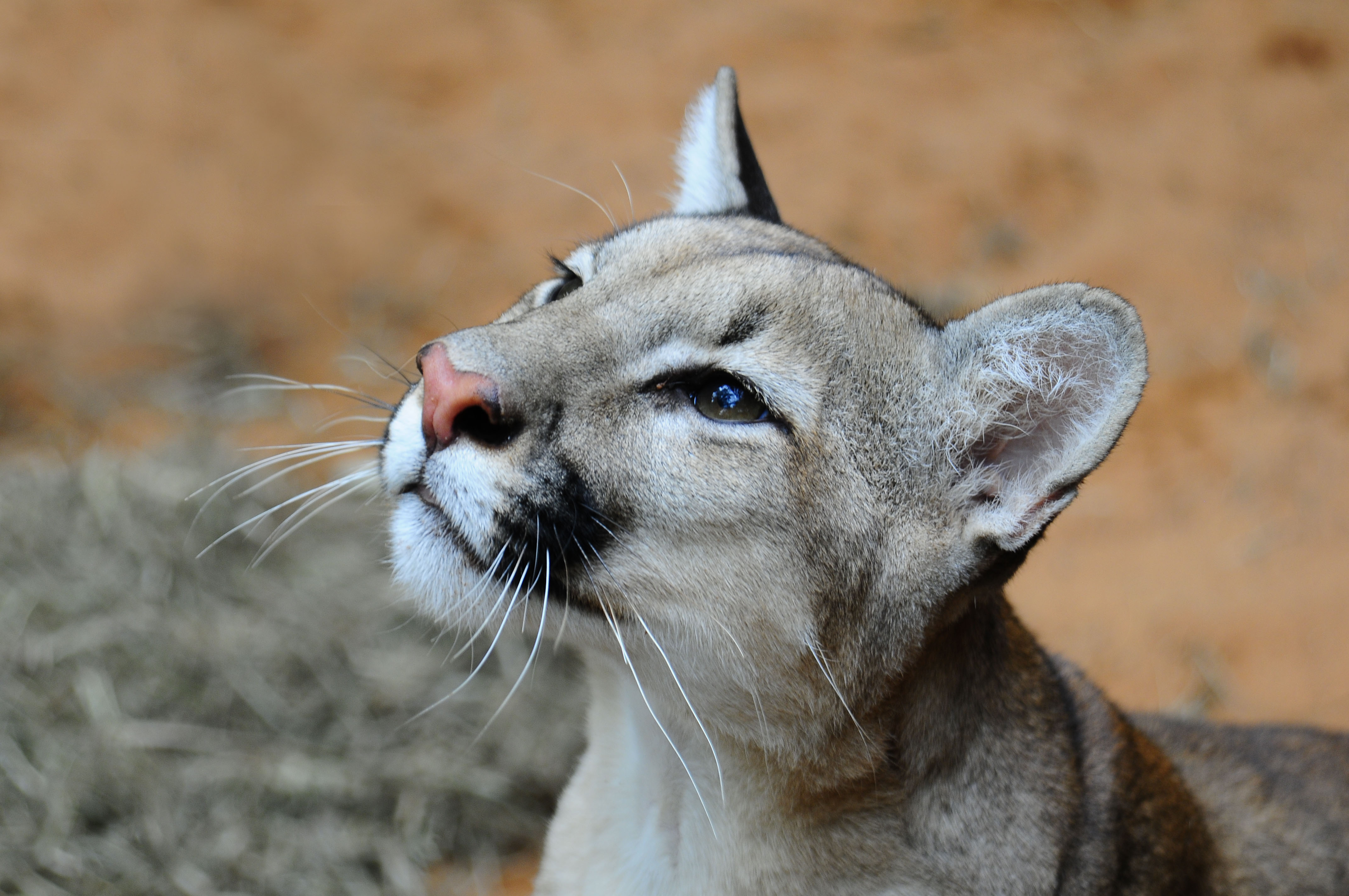 Safari del Jaguar y el Puma