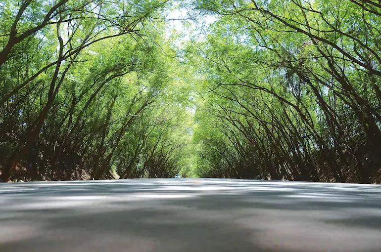 Portada TÚNEL VERDE