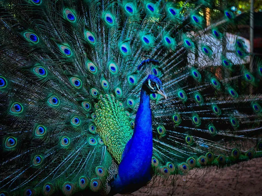 Portada MINI-ZOO DEL JUAN XXIII - ENCARNACIÓN