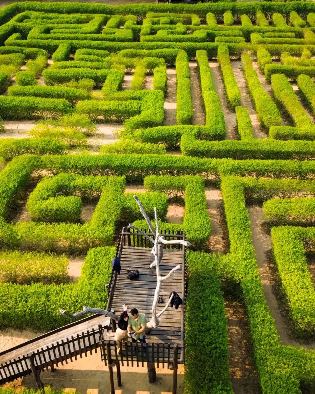 Portada EL LABERINTO VEGETAL